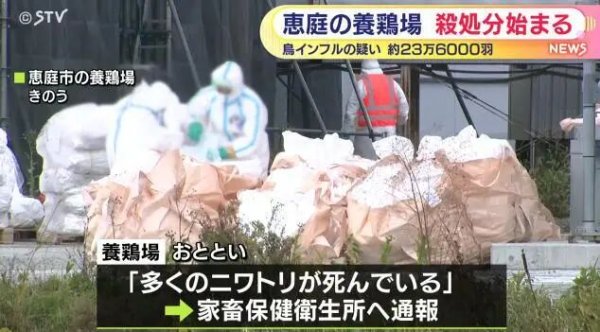 利好优配 日本暴发疫情，超23万只鸡被扑杀